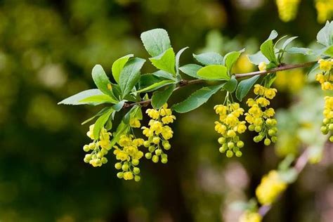 korean barberry shrub